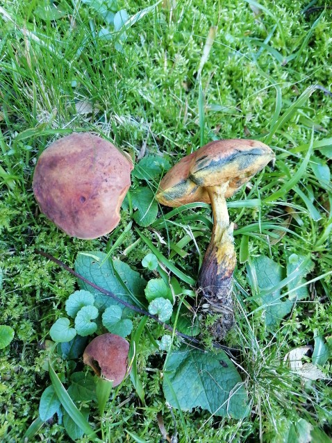 Suillellus queletii