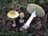Amanita phalloides
