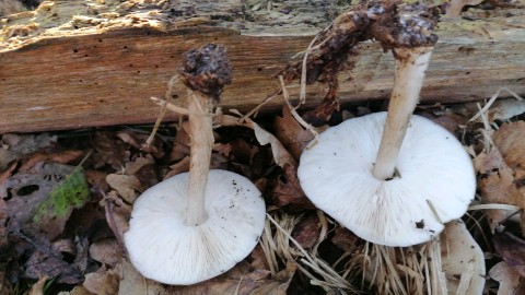 Pluteus cervinus