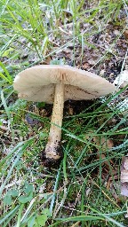 Pluteus cervinus