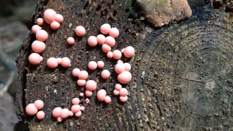 Lycogala epidendrum