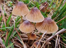 Mycena olivaceomarginata