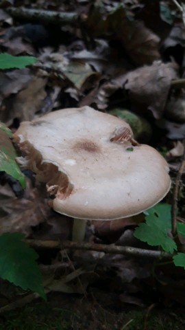 Pluteus cervinus