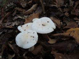 Hygrophorus penarioides