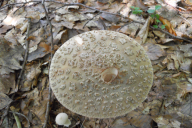 Amanita rubescens