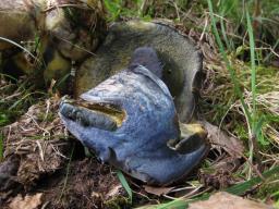 Cyanoboletus pulverulentus