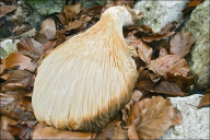 Pleurotus dryinus