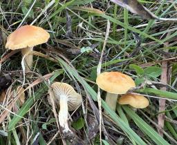 Cuphophyllus pratensis