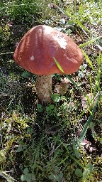 Leccinum versipelle