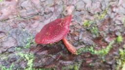 Cortinarius sanguineus