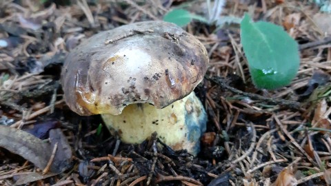 Cyanoboletus pulverulentus