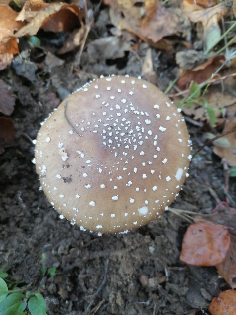 Amanita pantherina