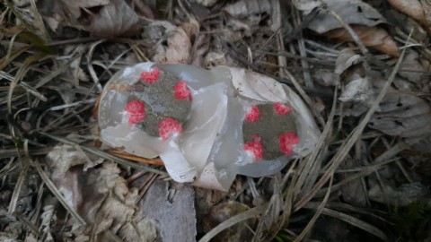 Clathrus archeri