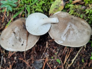 Hygrophorus agathosmus