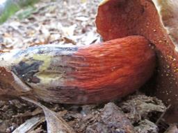 Suillellus mendax