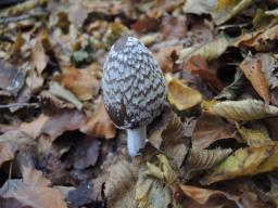 Coprinopsis picacea