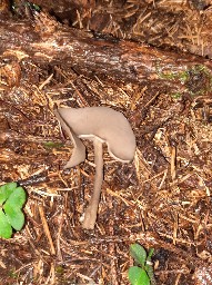 Helvella macropus
