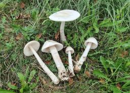Amanita simulans