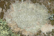 Pertusaria amara f. amara