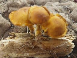 Gymnopilus sapineus