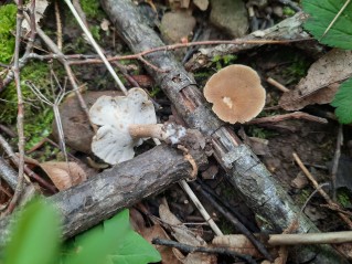 Lentinus substrictus