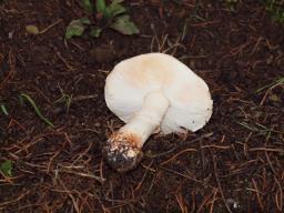 Leucoagaricus marginatus