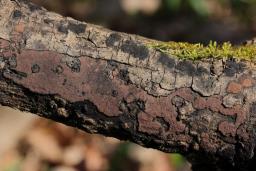 Hypoxylon petriniae