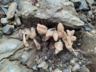 Helvella elastica