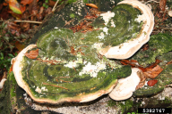 Trametes gibbosa