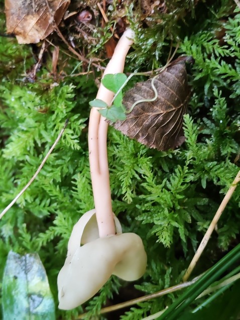 Helvella elastica