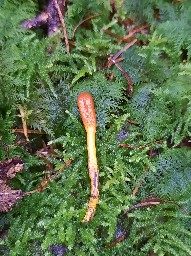 Tolypocladium ophioglossoides