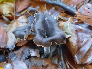 Craterellus cornucopioides