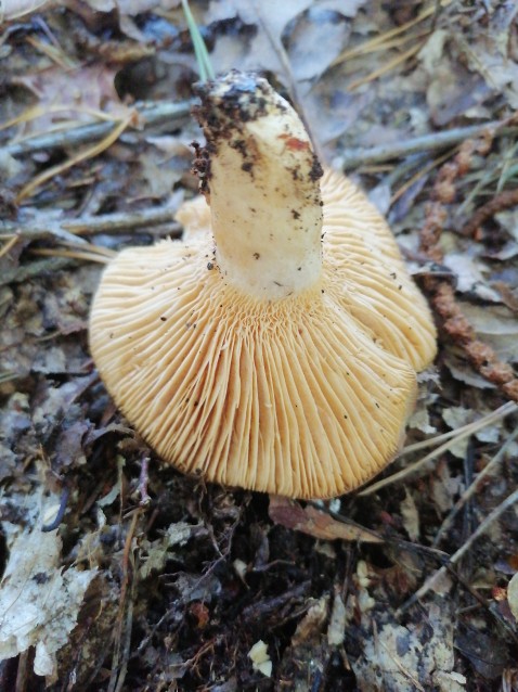 Lactarius illyricus