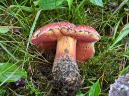 Rubroboletus rubrosanguineus