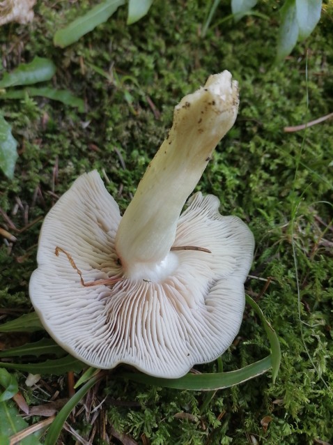 Entoloma rhodopolium