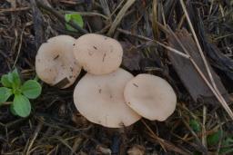 Calocybe carnea