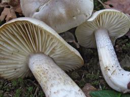 Tricholoma saponaceum