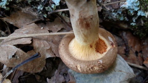 Paxillus involutus