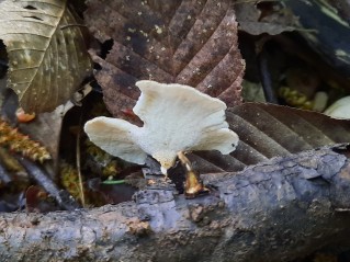 Lentinus substrictus