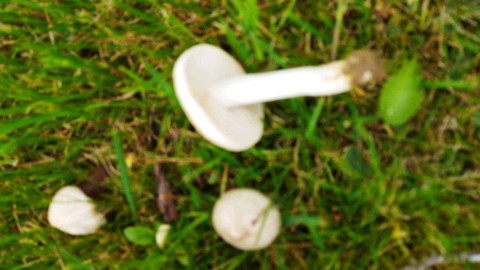 Entoloma sepium