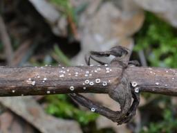 Stictis stellata