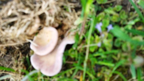 Lentinus strigosus