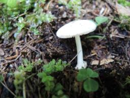 Volvariella murinella