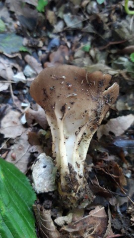 Helvella acetabulum