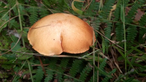 Suillus granulatus