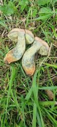 Hortiboletus bubalinus