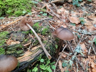 Entoloma hirtipes