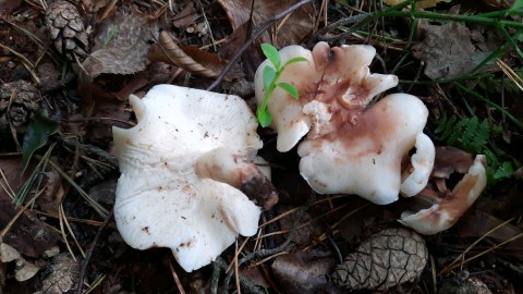 Rhodocollybia maculata