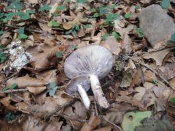 Lactarius uvidus