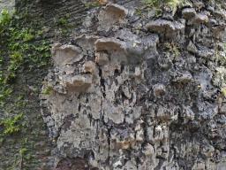 Mycobernardia incrustans